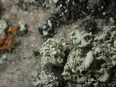 Ramalina labiosorediata