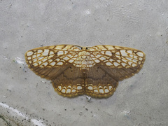 Drapetodes nummularia