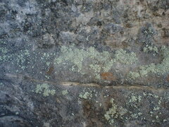 Ramalina labiosorediata