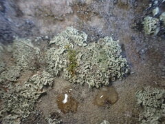 Ramalina labiosorediata