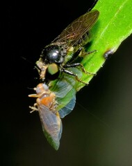 Cerotainia macrocera