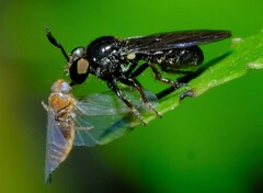 Cerotainia macrocera