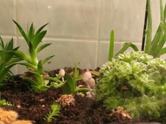 Leucocoprinus ianthinus