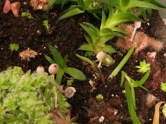 Leucocoprinus ianthinus