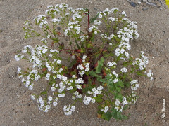 Leucheria cumingii