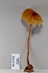 Marasmius cladophyllus