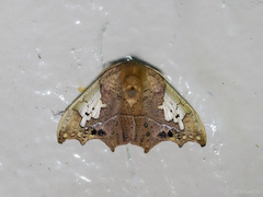 Spectroreta hyalodisca