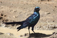 Lamprotornis australis
