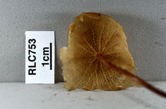 Marasmius cladophyllus