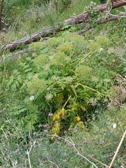 Daucus decipiens image