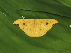 Tridrepana fulvata
