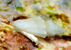 Eucithara