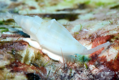 Eucithara