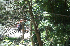 Sciurus carolinensis