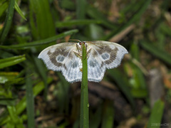 Leucoblepsis renifera