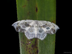 Leucoblepsis renifera
