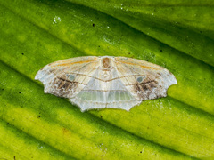Leucoblepsis excisa
