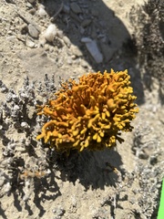 Dufourea flammea