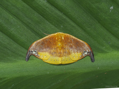 Tridrepana subtusmaculata
