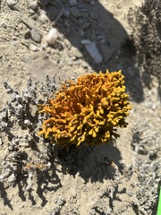 Dufourea flammea