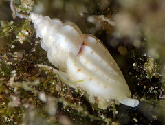 Eucithara