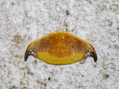 Tridrepana subtusmaculata