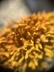 Dufourea flammea