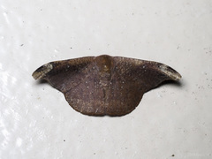 Oreta carnea