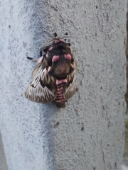 Megalopyge