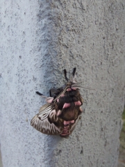 Megalopyge
