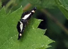 Heliomata cycladata