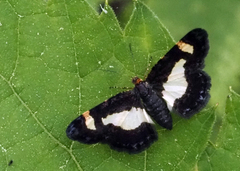 Heliomata cycladata