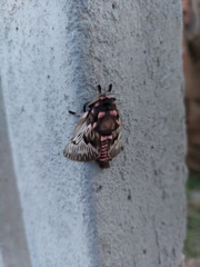 Megalopyge