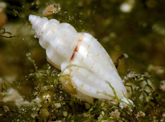 Eucithara