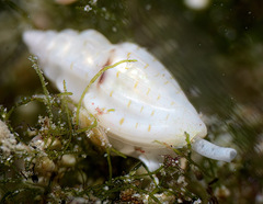 Eucithara