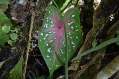 Caladium bicolor image