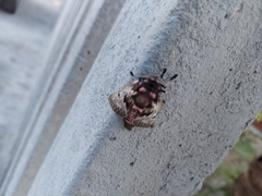 Megalopyge
