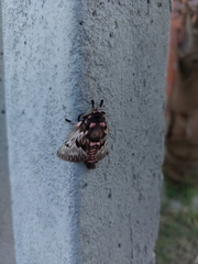 Megalopyge