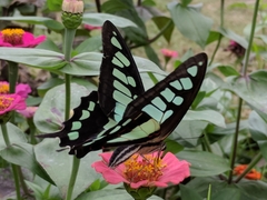Graphium cloanthus