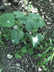 Silphium perfoliatum