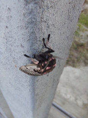 Megalopyge