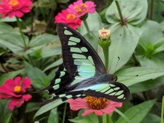 Graphium cloanthus