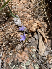 Campanula reverchonii