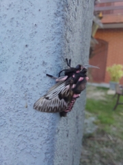 Megalopyge