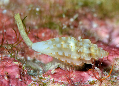 Eucithara