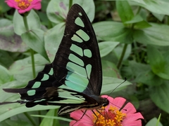 Graphium cloanthus
