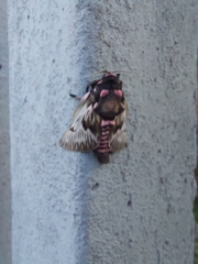 Megalopyge