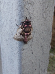 Megalopyge