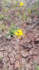 Cleomella platycarpa