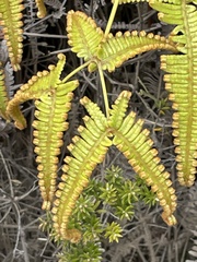 Dicranopteris linearis emarginata